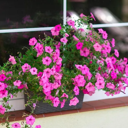 Bursztyn W Sarbinowie Blisko Morza *